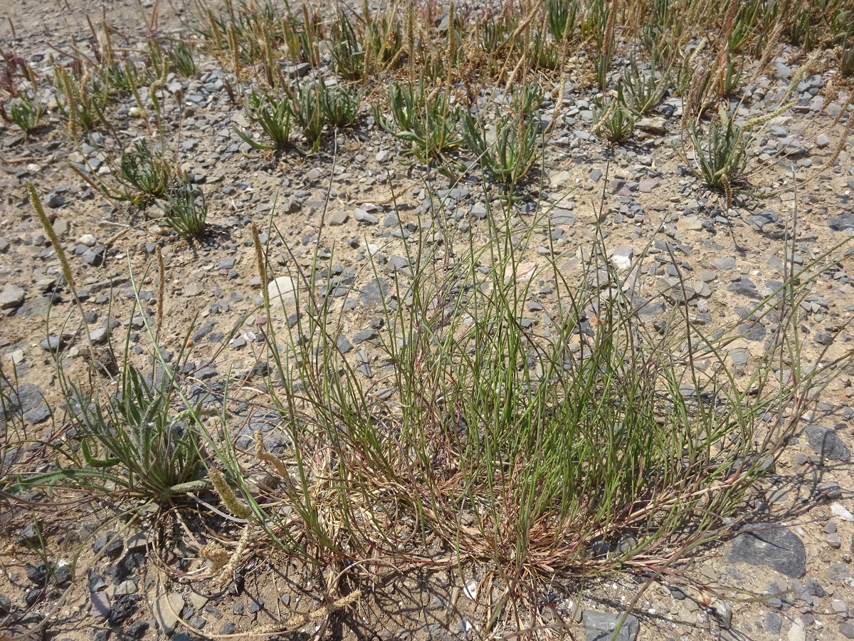 Parapholis filiformis (Poaceae)